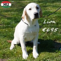 Labrador Lion 091025 M(HU8572) 180326.jpg
