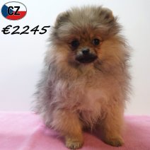 Keesje 121125 F(CZ5826) 180326.jpg