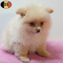 Keesje 170126 F(BE0519) 180326.jpg