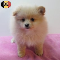 Keesje 170126 F(BE1545) 180326.jpg