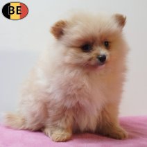 Keesje 170126 F(BE2992) 180326.jpg