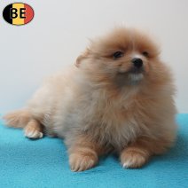 Keesje 170126 M(BE3136) 180326.jpg