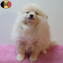 Keesje 190126 F(BE2936) 180326.jpg