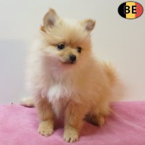 Keesje 190126 F(BE4095) 180326.jpg