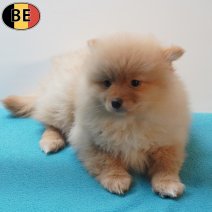 Keesje 190126 M(BE0096) 180326.jpg