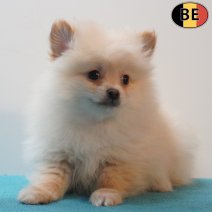 Keesje 190126 M(BE2102) 180326.jpg