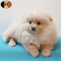 Keesje 190126 M(BE3381) 180326.jpg