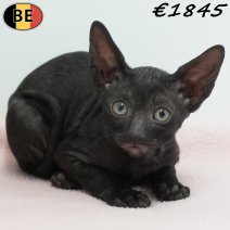 Cornish Rex 180126 F(BE6160) 180326.jpg