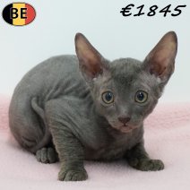 Cornish Rex 180126 F(BE6164) 180326.jpg