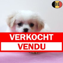 X Shih Tzu 020126 F(BE5962) 110326 verkocht - vendu.jpg