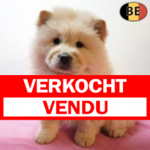 Chow Chow 170126 F(BE3330) 180326.verkocht-vendu.png