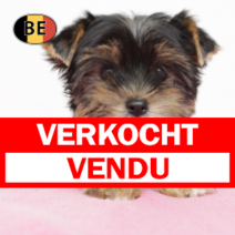 Yorkshire 291025 F (BE1100) 120126.verkocht-vendu.png