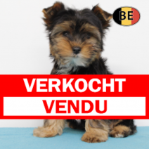 Yorkshire 291025 M (BE1099) 120126.verkocht-vendu.png