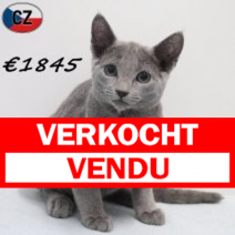 Blauwe Rus 191125 M(CZ9796) 180326.verkocht-vendu.png