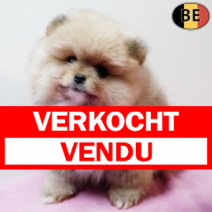 Dwergkees 060126 F(BE2840) 040326.verkocht-vendu.png