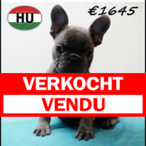 Franse Bulldog 111125 M (HU8706) 250226.verkochht-vendu.png