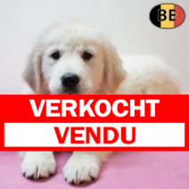 Golden Retriever 301225 F(BE4406) 110326.verkocht-vendu.png