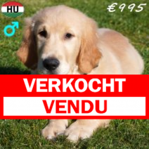 Golden Retriever 091125 M(HU8672) 180326.verkocht-vendu.png