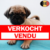 Mopshond 070126 M(BE2082) 040326.verkocht-vendu.png
