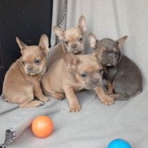 Franse Bulldog (HU) af te halen 250426.jpg