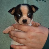 chihuahua (HU) 0-1 af te halen 250426 cut.jpg