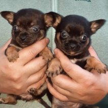 chihuahua (HU) 0-2 af te halen 250426..jpg