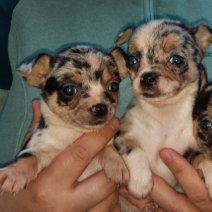 chihuahua (HU) 2-1 af te halen 250426 cut1.jpg