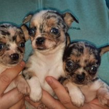 chihuahua (HU) 2-1 af te halen 250426 cut2.jpg