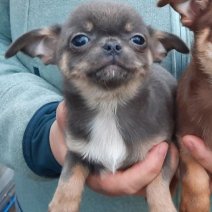 chihuahua (HU) blue M af te halen 250426.jpg