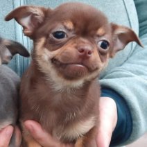 chihuahua (HU) Chocolate F af te halen 250426.jpg