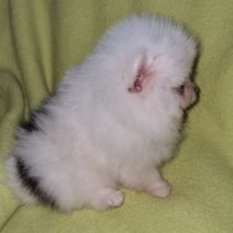 Pomeranian (HU) F af te halen 250426.jpg