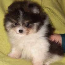 Pomeranian (HU) M af te halen 250426 f1.jpg