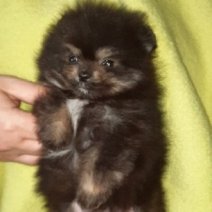 Pomeranian (HU) M af te halen 250426 f2.jpg