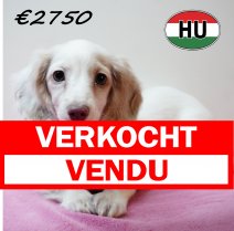 Teckel 111125 F (HU8679) 250226 verkocht - vendu.jpg
