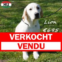 Labrador Lion 091025 M(HU8572) 180326 verkocht - vendu.jpg