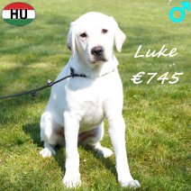 Labrador Luke 091025 M(HU8605) 210326.jpg