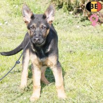 Duitse Herder 281225 F(BE6022) 210326.jpg