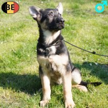 Duitse Herder 281225 M(BE6042) 210326.jpg