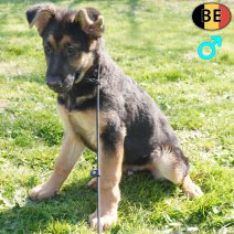 Duitse Herder 281225 M(BE6089) 210326.jpg