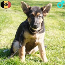 Duitse Herder 281225 M(BE6100) 210326.jpg