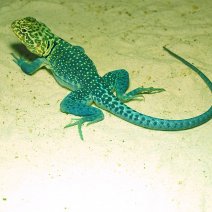 halsbandleguaan blazing blue 210326 1.JPG