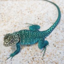 halsbandleguaan blazing blue 210326 2.JPG