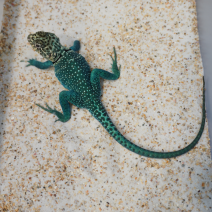 halsbandleguaan blazing blue 210326 3.png