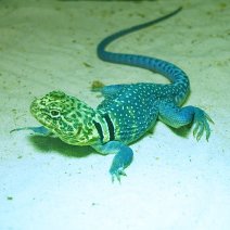 halsbandleguaan blazing blue 210326 4.JPG