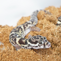 panterklauwgekko 210326 1.png