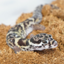 panterklauwgekko 210326 2.png