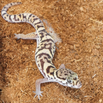 panterklauwgekko 210326 3.png