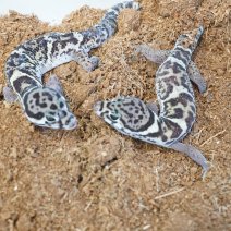 panterklauwgekko 210326 4.JPG