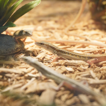 langstaarthagedis 210326 1.png