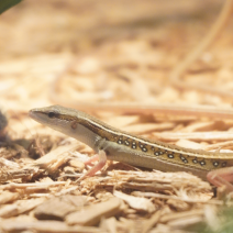 langstaarthagedis 210326 2.png